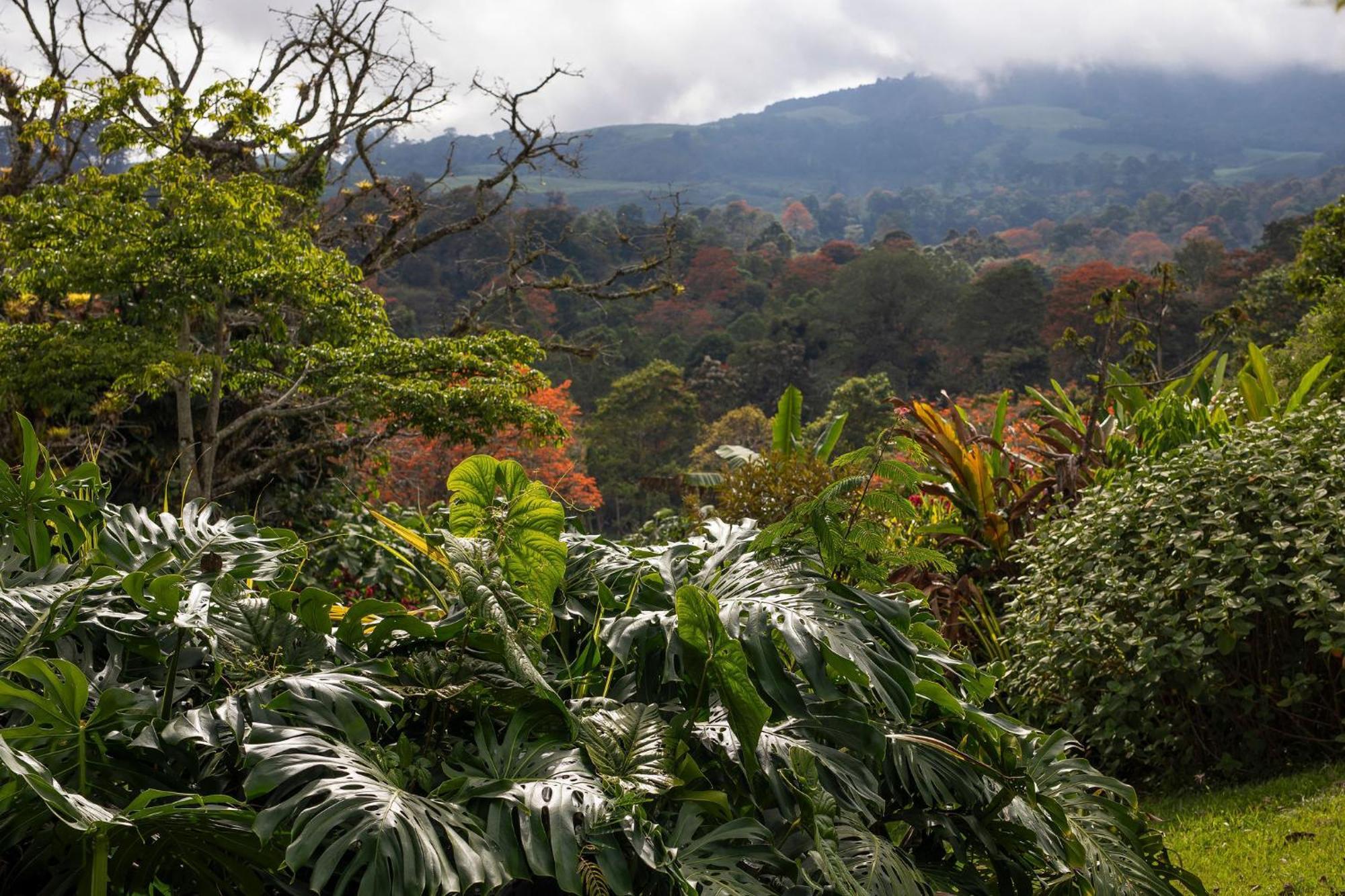 Aquiares Coffee Farm Casa Hacienda La Esperanza Bed & Breakfast Turrialba Exterior photo