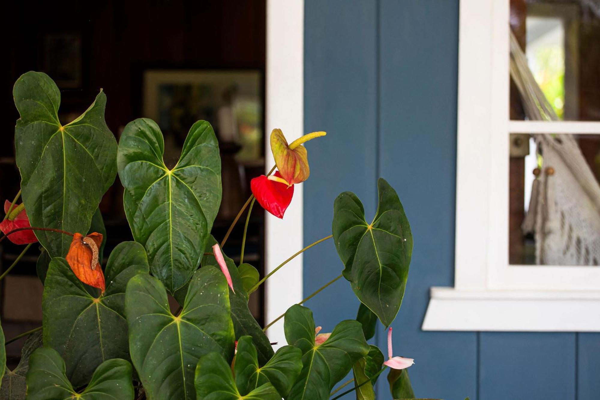 Aquiares Coffee Farm Casa Hacienda La Esperanza Bed & Breakfast Turrialba Exterior photo